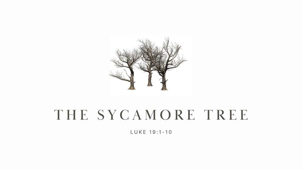 The Sycamore Tree