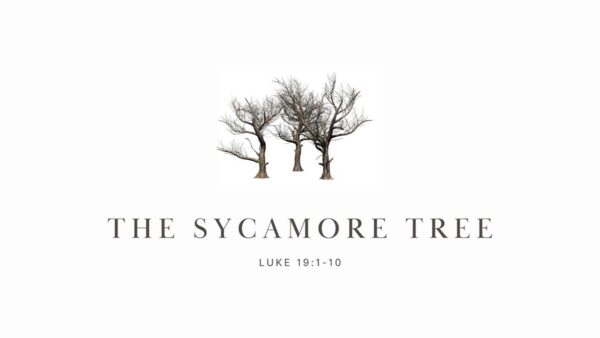 The Sycamore Tree | Regeneration, Protection, Eternity And Divinity Image